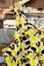Camisole jaune fluo motif camouflage (m) - Homme